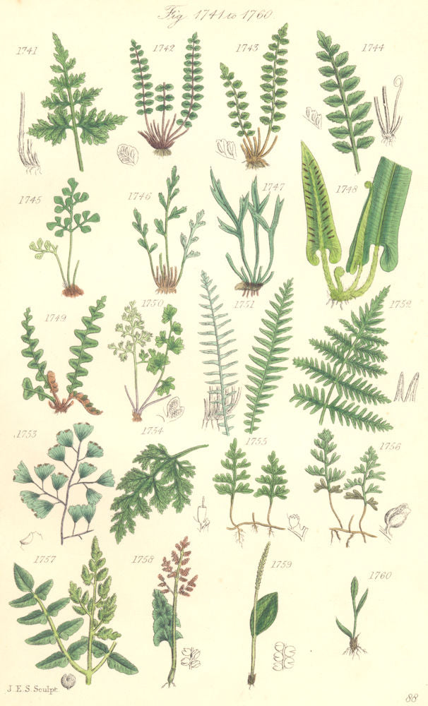 WILD FLOWERS.Spleenwort Hart-tongue Fern Brake Maiden-hair Moonwort.SOWERBY 1890